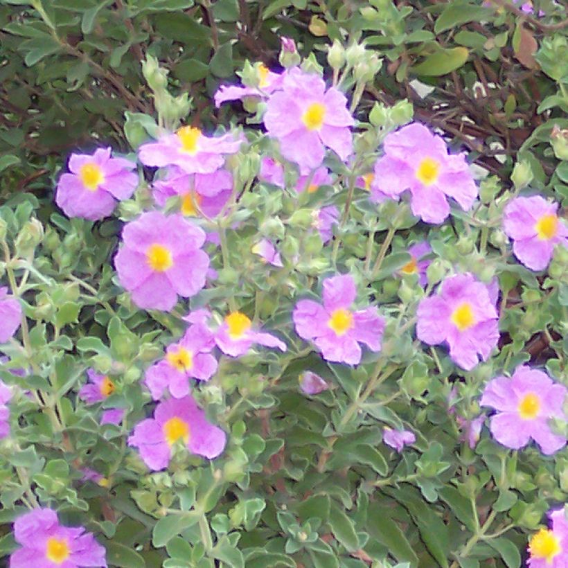 Cistus creticus - Cisto di Creta (Flowering)