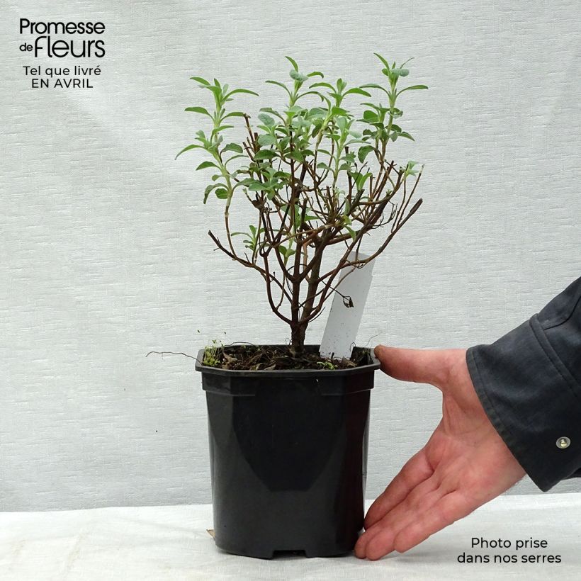 Example of Cistus creticus - Cisto di Creta Vaso da 3L/4L as you get in printemps