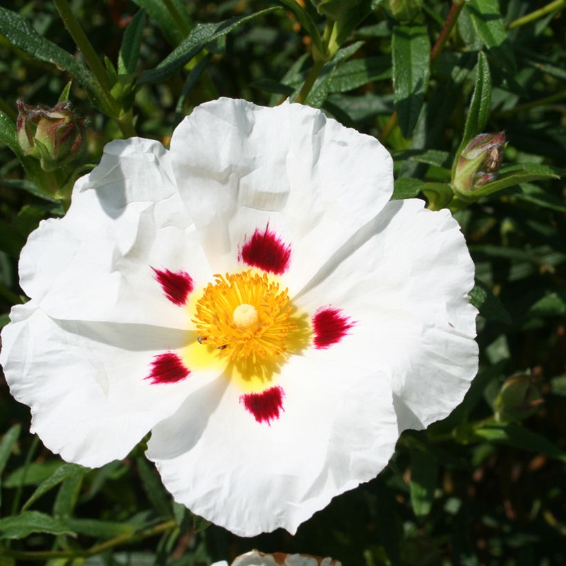 Cistus Jenkyn Place - Cisto (Fioritura)