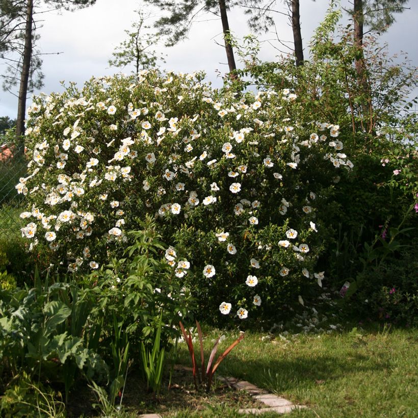 Cistus Jenkyn Place - Cisto (Porto)