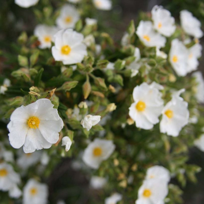 Cistus monspeliensis - Cisto marino (Flowering)