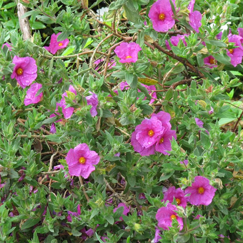 Cistus pulverulentus - Cisto (Flowering)