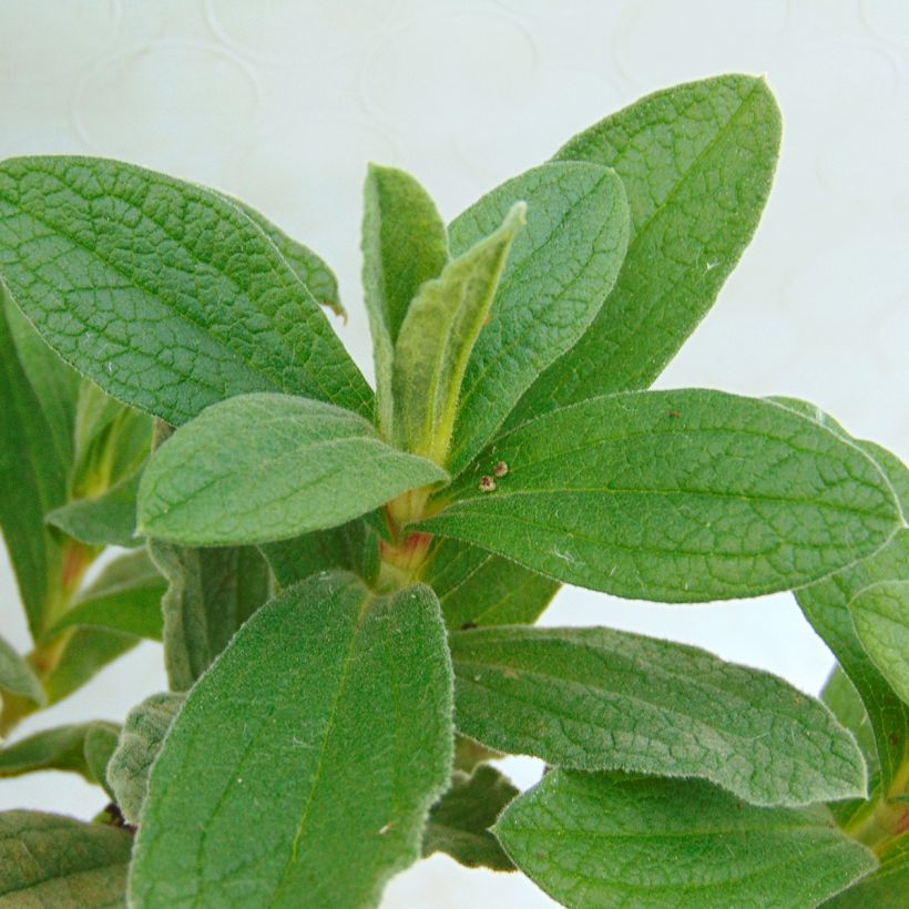 Cistus pulverulentus - Cisto (Foliage)