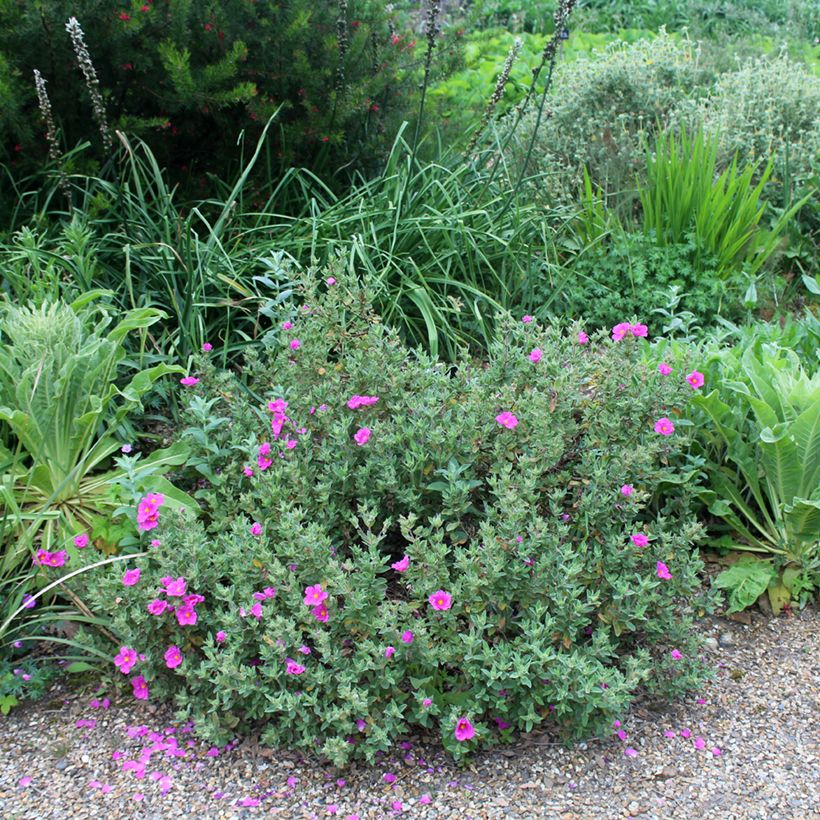 Cistus pulverulentus - Cisto (Plant habit)