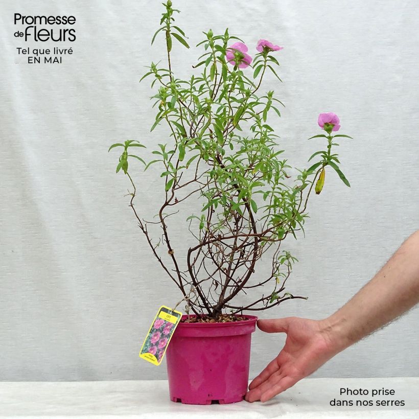 Example of Cistus pulverulentus - Cisto Vaso da 2L/3L as you get in printemps