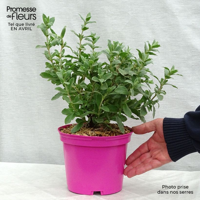 Example of Cistus pulverulentus Sunset - Cisto Vaso da 2L/3L as you get in printemps