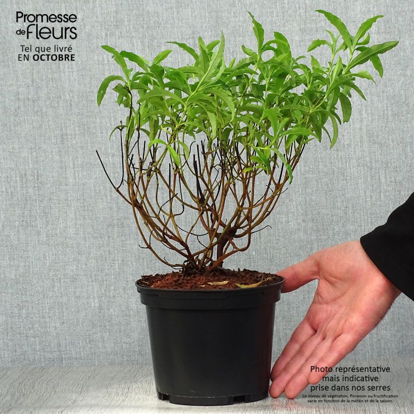 Esemplare di Cistus purpureus Betty Taudevin - Ciste pourpre Pot de 2L/3L come consegnato in autunno