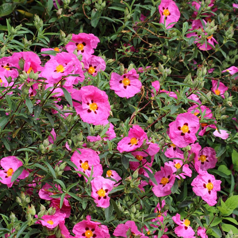 Cistus purpureus - Cisto (Flowering)