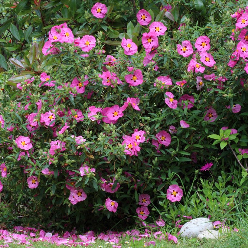 Cistus purpureus - Cisto (Plant habit)