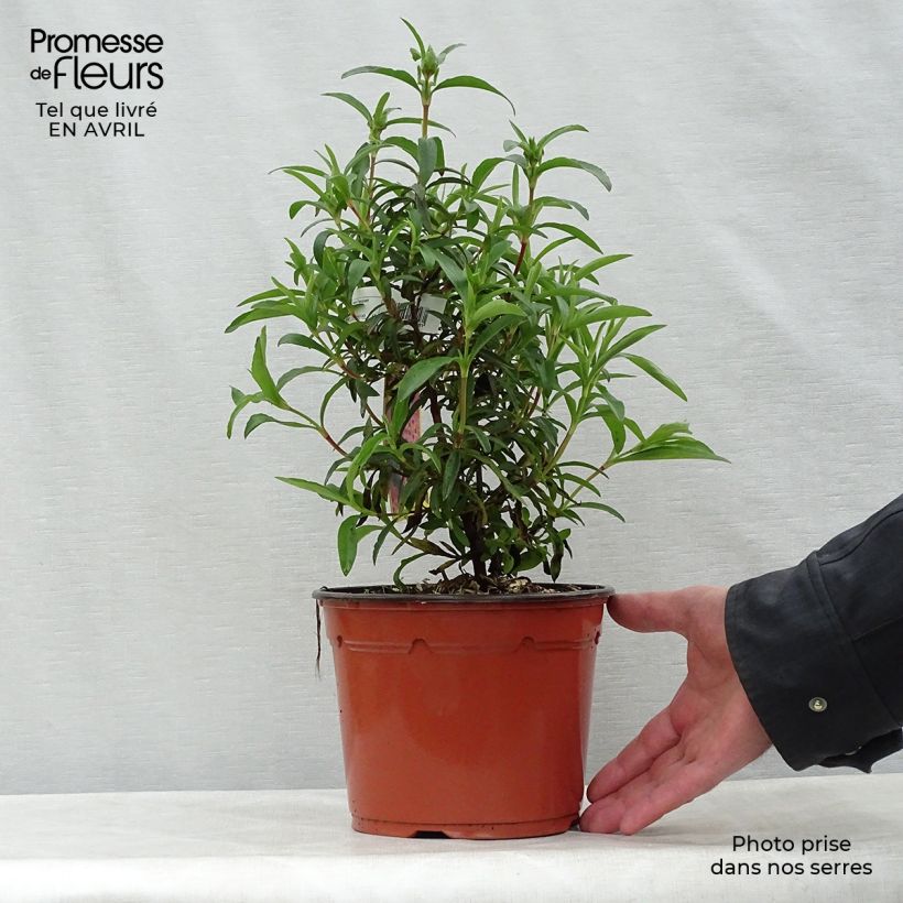 Example of Cistus purpureus - Cisto Vaso da 2L/3L as you get in printemps