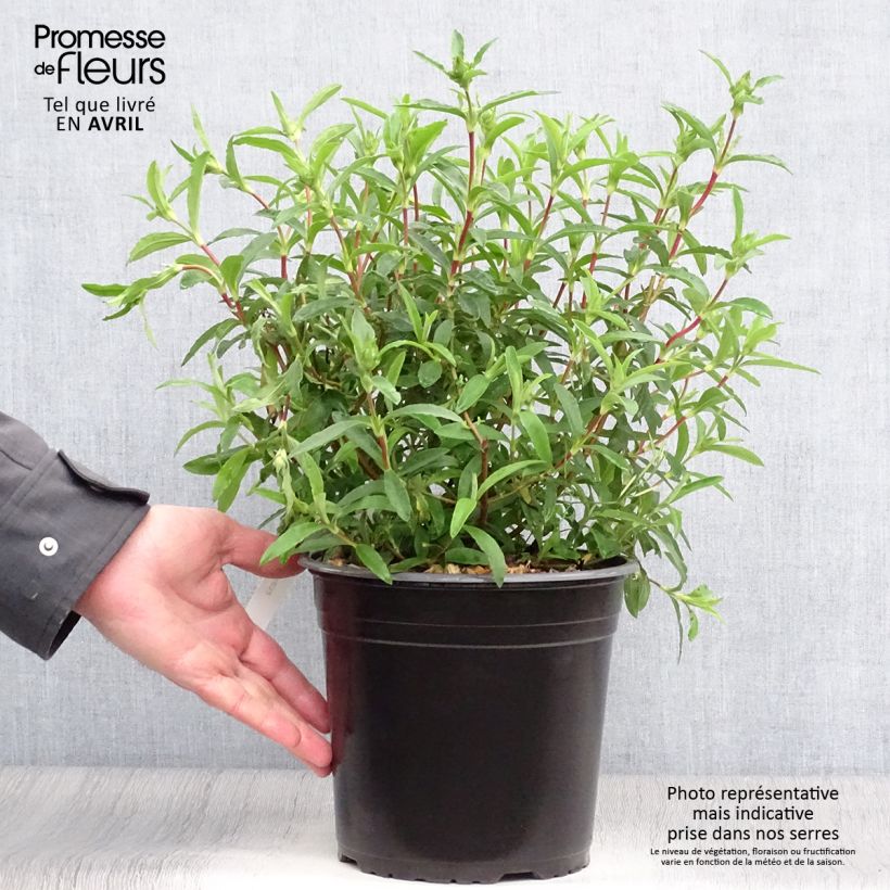 Example of Cistus purpureus - Cisto Vaso da 4L/5L as you get in printemps