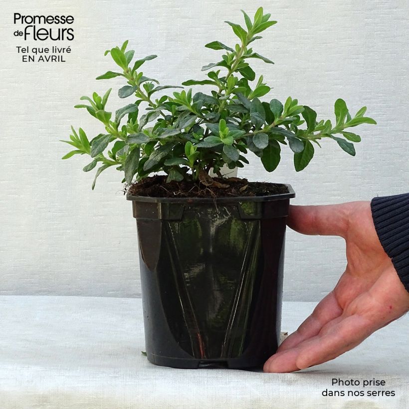 Cistus salviifolius - Cisto femmina Vaso da 2L/3L esemplare consegnato in primavera