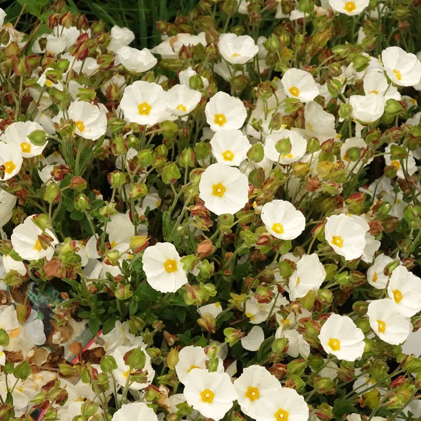 Cistus salviifolius - Cisto femmina (Fioritura)