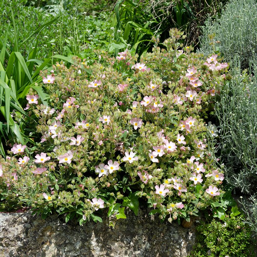 Cistus lenis Grayswood Pink - Cisto (Plant habit)