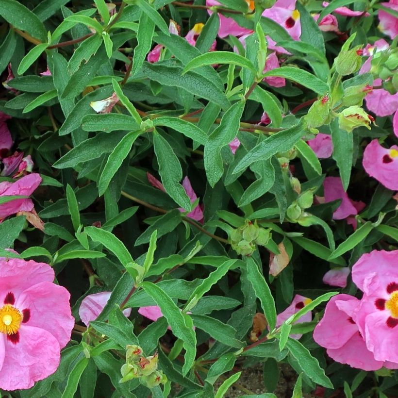 Cistus purpureus Betty Taudevin - Cisto (Foliage)