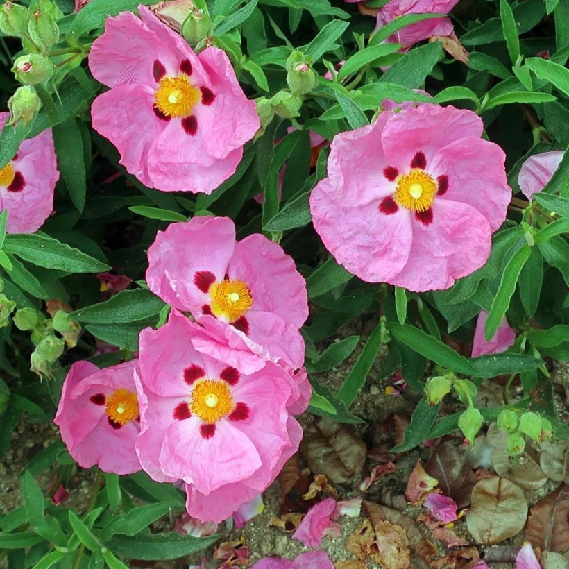 Cistus purpureus Betty Taudevin - Cisto (Flowering)