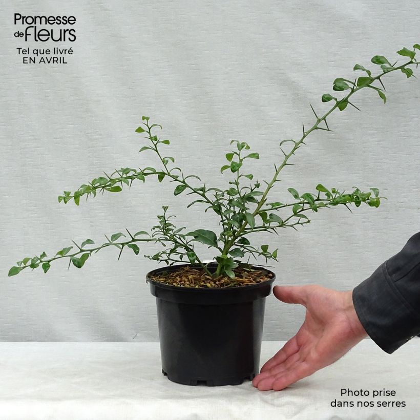 Microcitrus australasica Verde - Caviale di limone Vaso da 2L/3L, A cespuglio esemplare consegnato in primavera