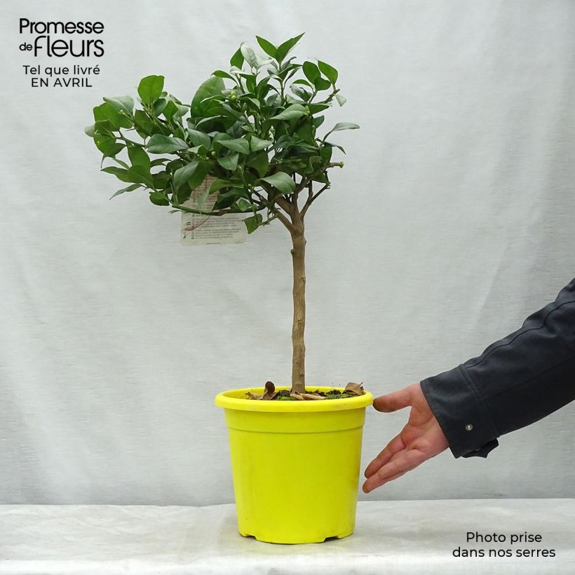 Citrus x volkameriana - Limone rosso Vaso da 4L/5L, Vaso impalcato basso esemplare consegnato in primavera