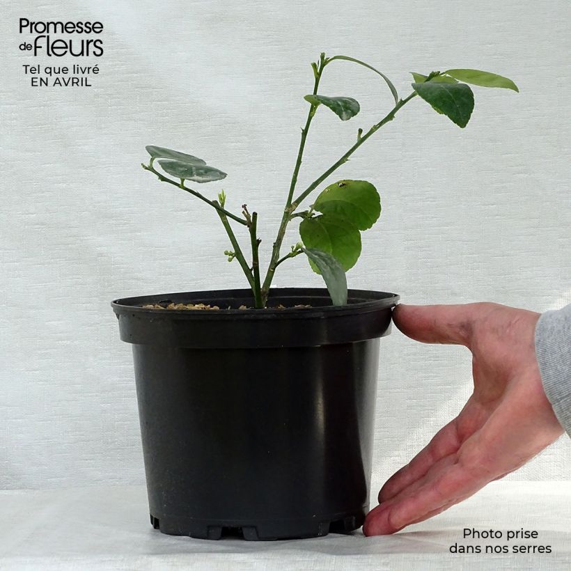 Example of Citrus x aurantiifolia Mexicana - Limetta messicana Vaso da 2L/3L as you get in printemps
