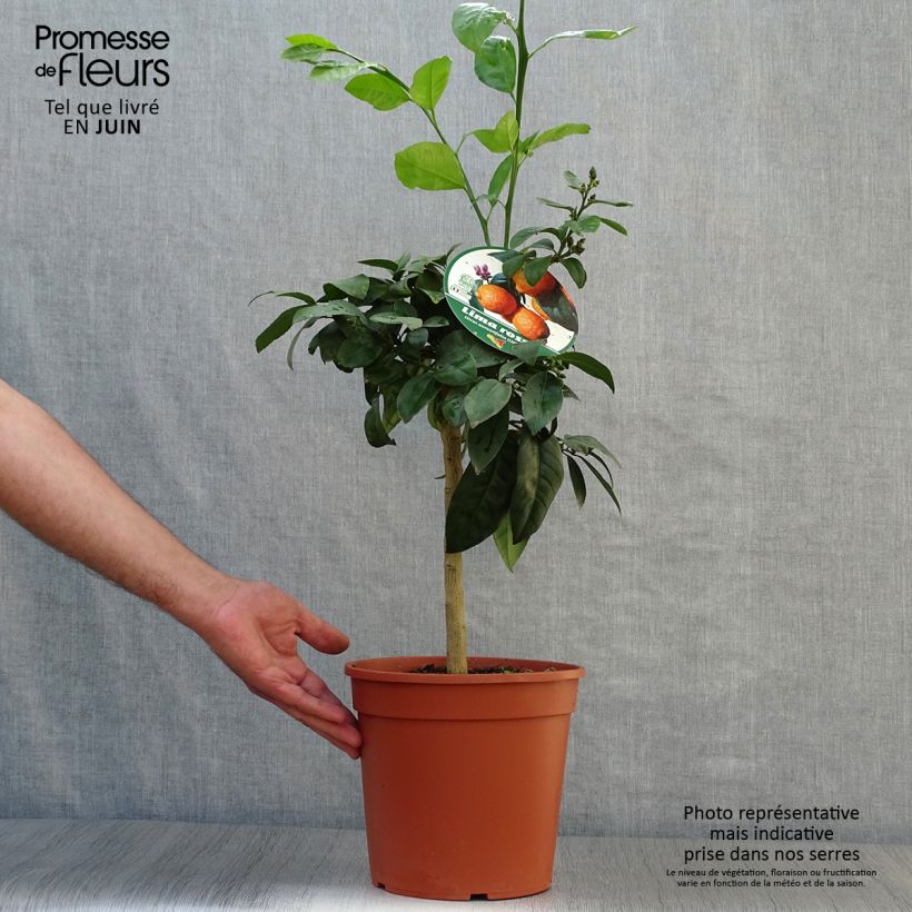 Esemplare di Citrus x aurantiifolia Red Lime - Limetta Vaso da 4L/5L, Vaso impalcato basso consegnato in estate