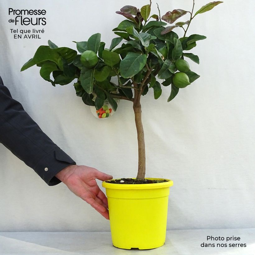 Citrus limon Femminello Carrubaro - Limone Vaso da 4L/5L, Vaso impalcato basso esemplare consegnato in primavera
