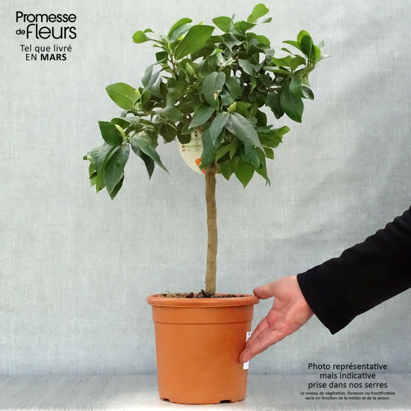 Citrus limon Femminello Incappucciato - Limone Vaso da 4L/5L, Vaso impalcato basso esemplare consegnato in primavera