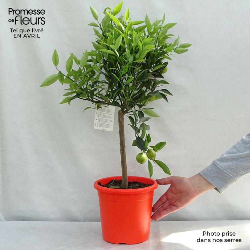 Citrus Fortunella margarita x Citrus clementina Kucle - Kucle Vaso da 4L/5L, Vaso impalcato basso esemplare consegnato in primavera