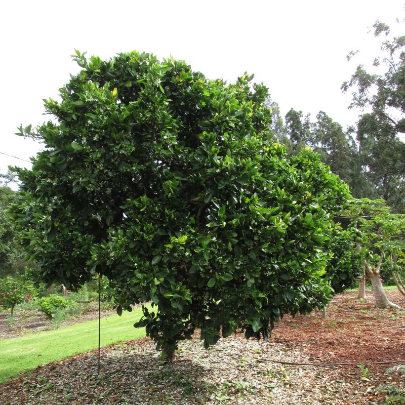 Citrus sinensis Washington Navel - Arancio (Plant habit)