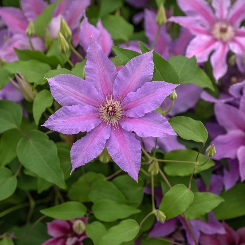 Clématite - Clematis Tumaini (Fioritura)