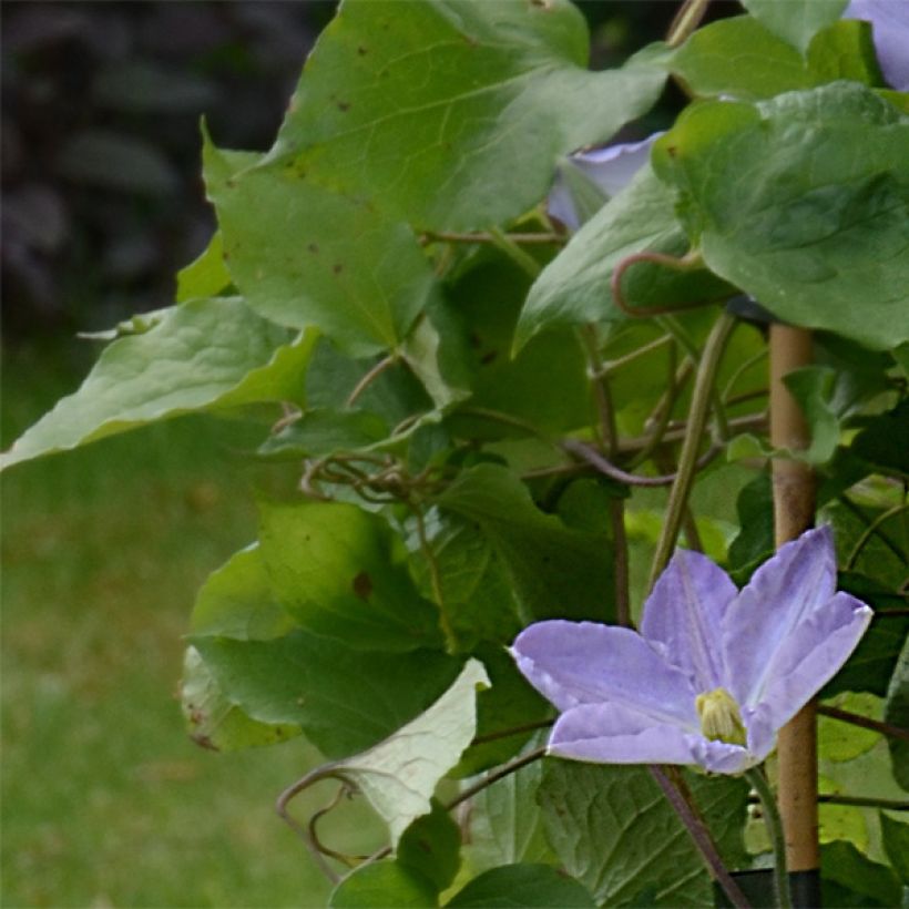 Clematis Success Lavender - Clematide (Fogliame)