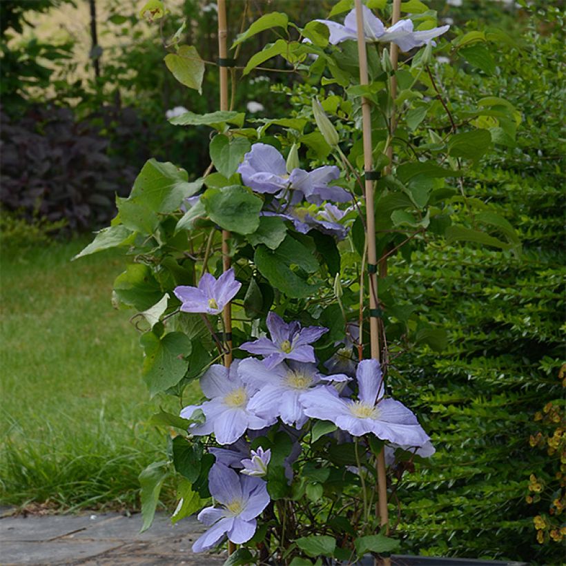 Clematis Success Lavender - Clematide (Porto)