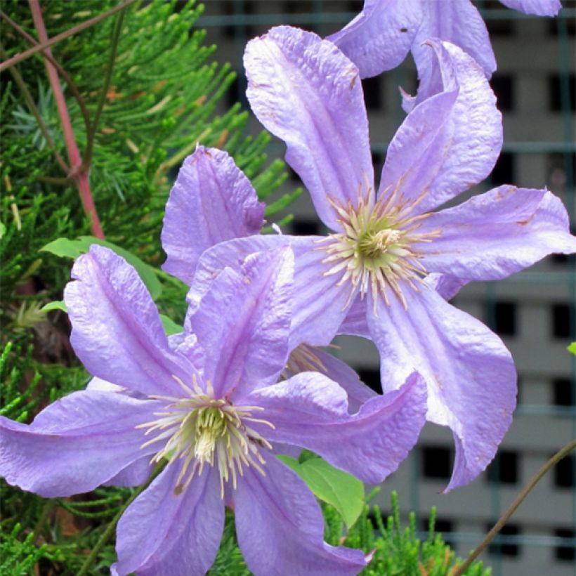 Clematis Prince Charles - Clematide (Flowering)