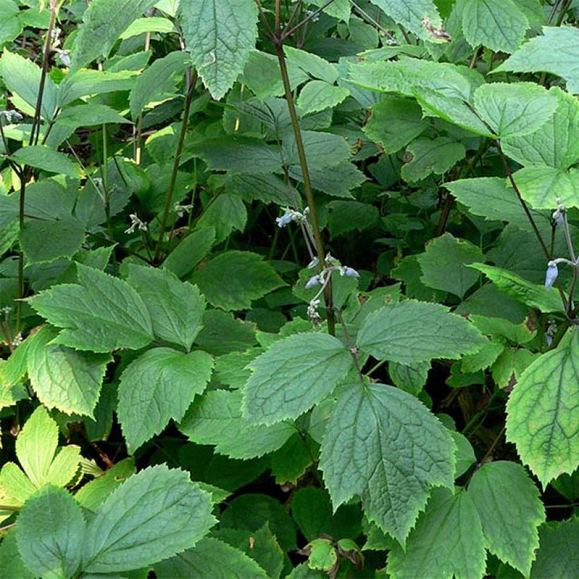 Clematis heracleifolia - Clematide (Foliage)