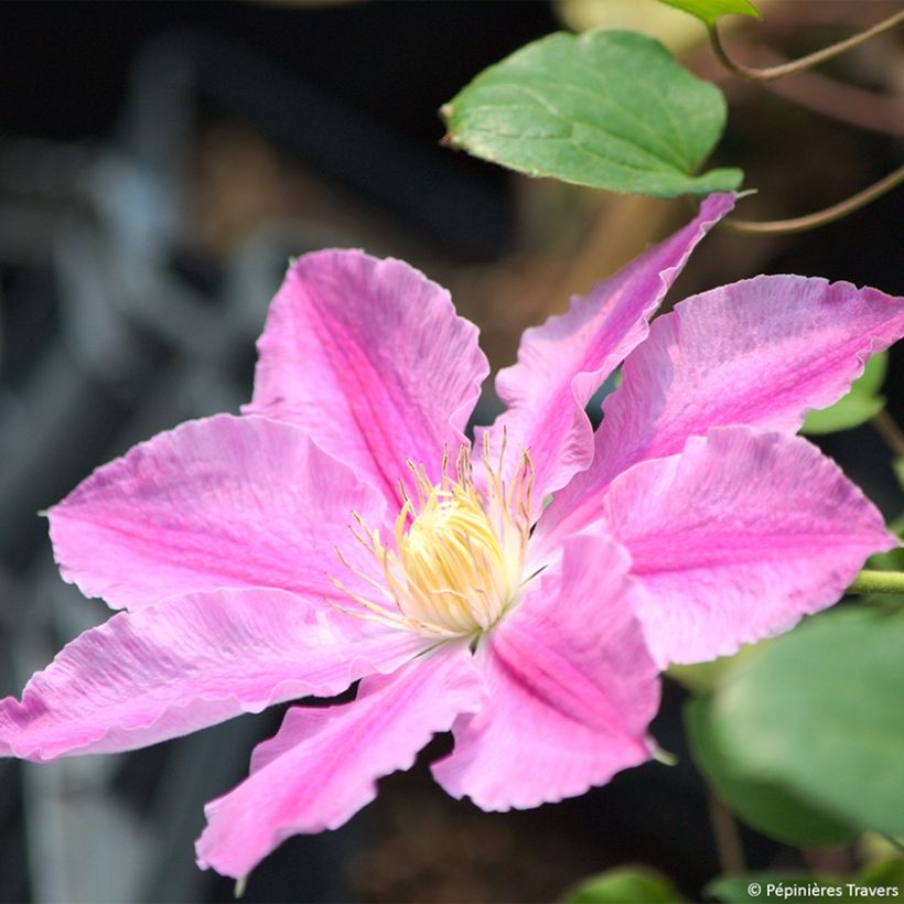 Clematis Abilène - Clematide (Fioritura)
