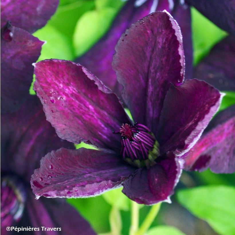 Clematis viticella Dark Eyes - Clematide (Fioritura)