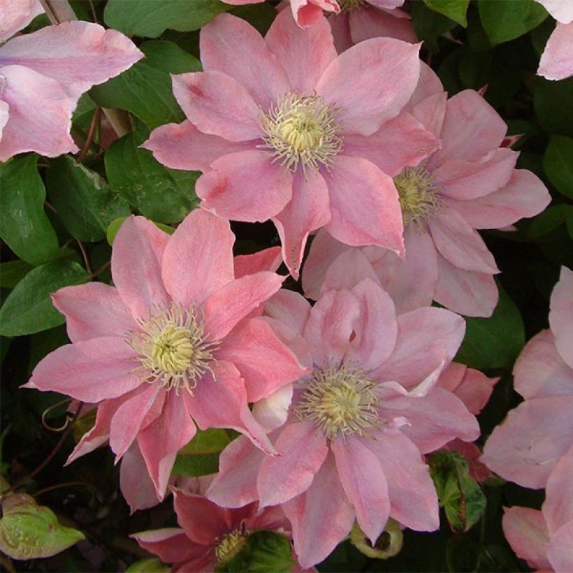 Clematis Little Mermaid - Clematide (Flowering)
