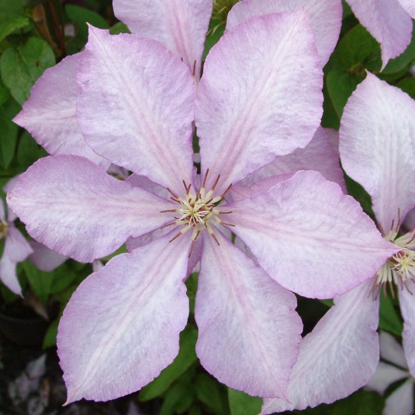 Clematis Margaret Hunt - Clematide (Fioritura)