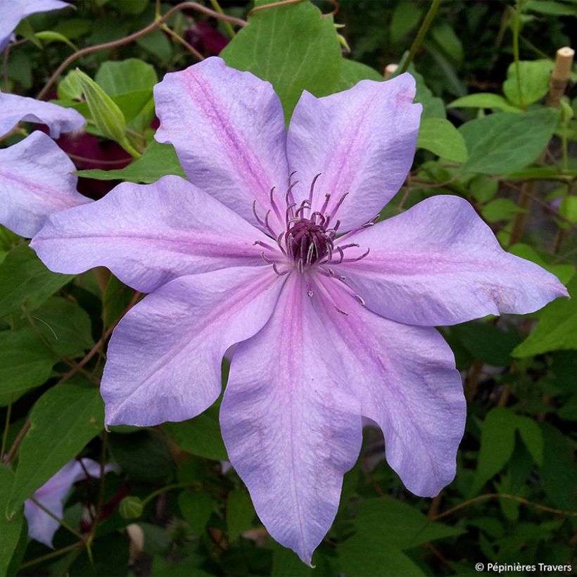 Clematis Moonflet Evipo046 - Clematide (Fioritura)