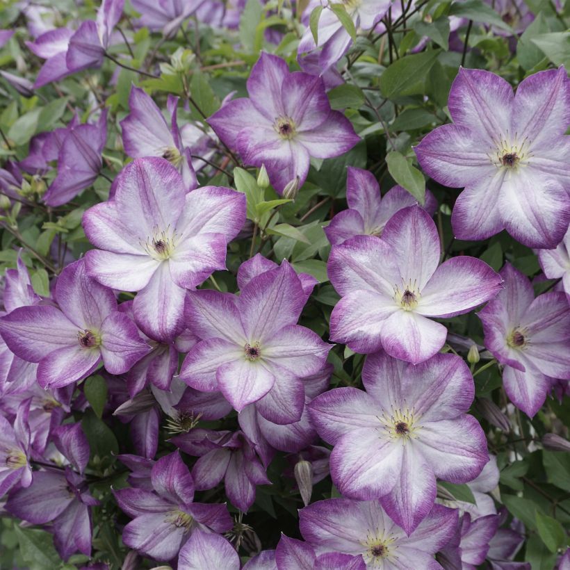 Clematis Pernille - Clematide (Fioritura)
