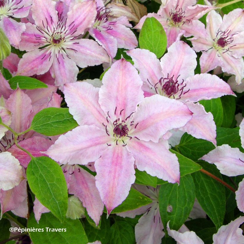 Clematis Pink Fantasy - Clematide (Flowering)