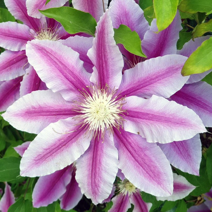 Clematis Sugar Candy - Clematide (Fioritura)