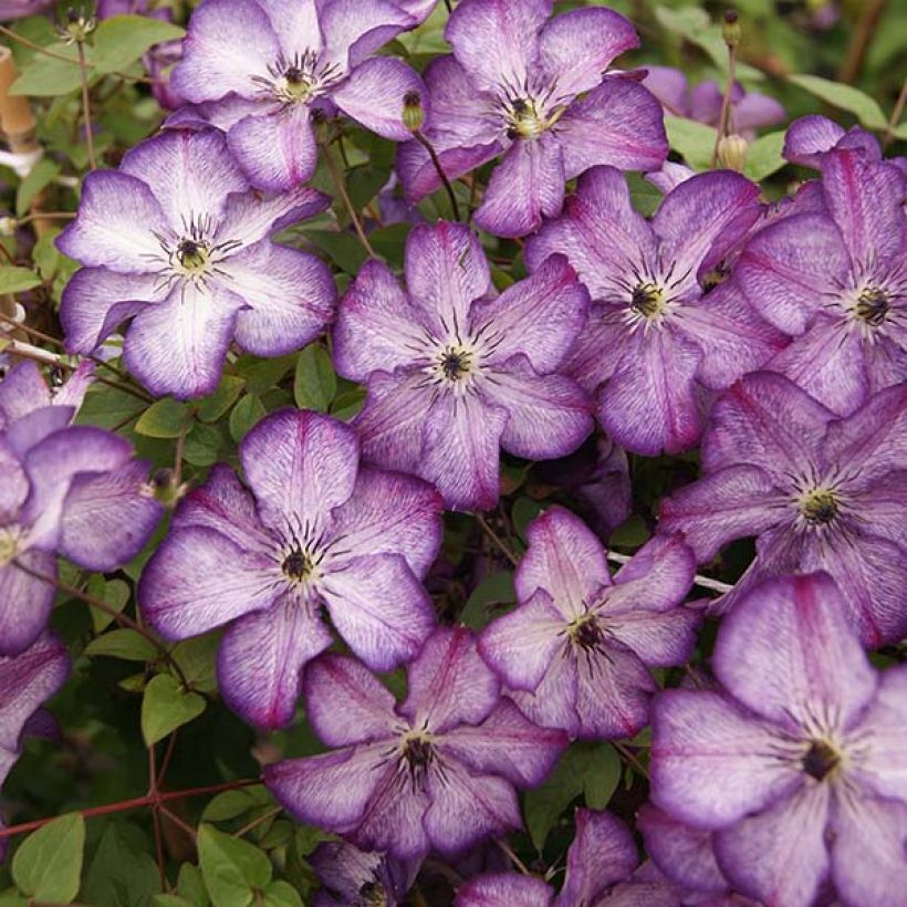 Clematis viticella Super Nova - Clematide (Fioritura)