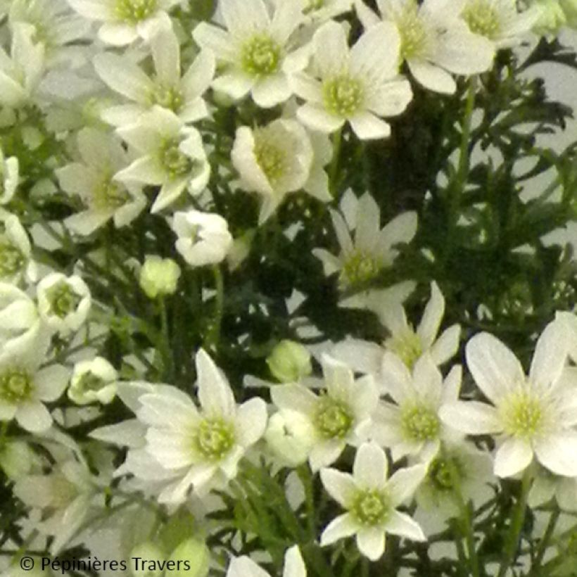 Clematis Tai Yang - Clematide (Fioritura)