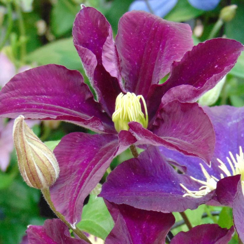 Clematis Warszawska Nike - Clematide (Flowering)