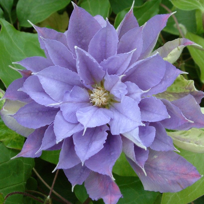 Clematis Yvette Houry - Clematide (Fioritura)