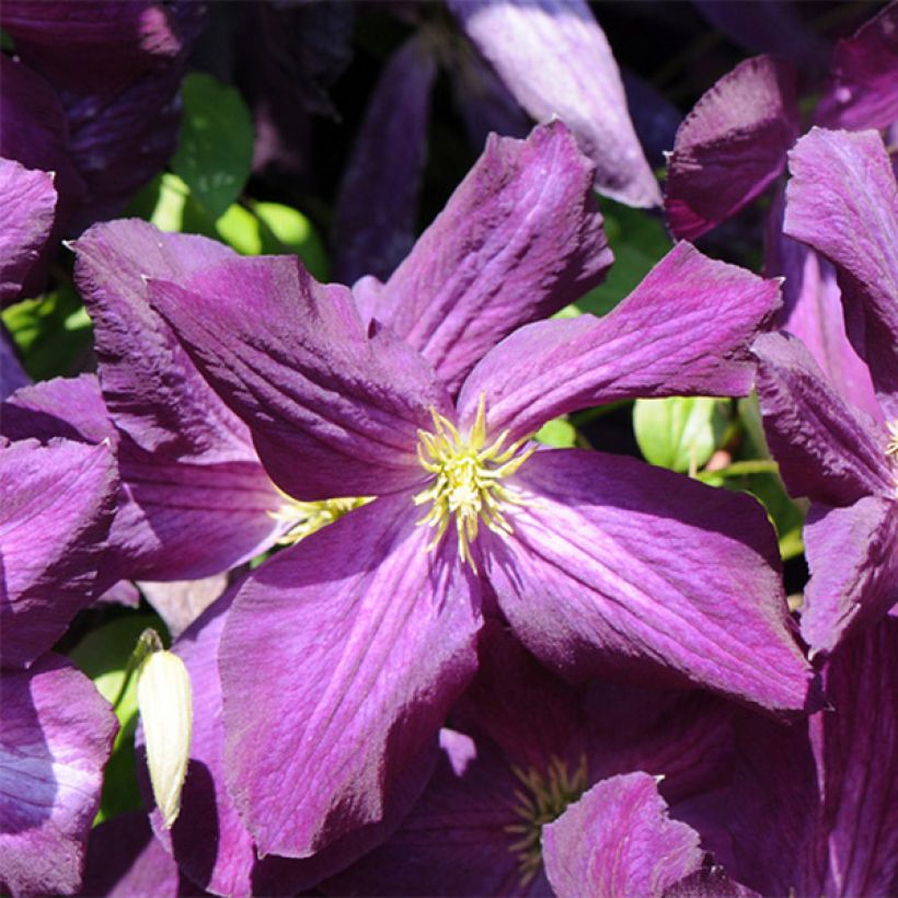 Clematis jackmanii Purpurea - Clematide (Fioritura)