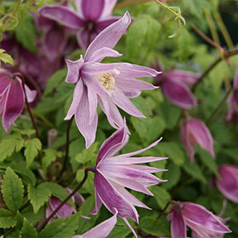 Clematis macropetala Markham's Pink - Clematide (Flowering)