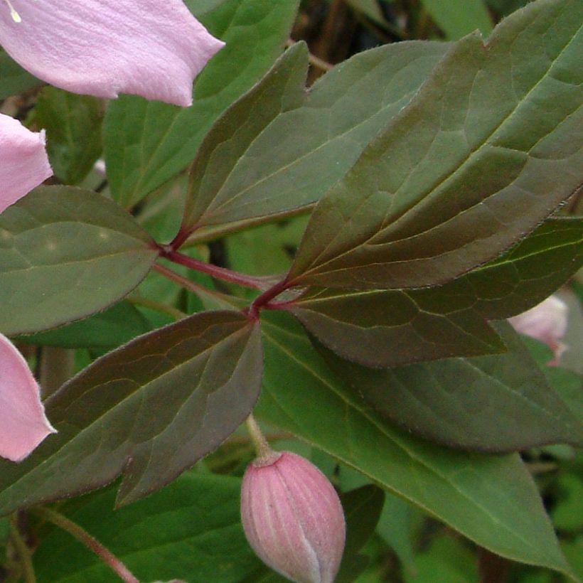 Clematis montana Fragrant Spring - Clematide (Fogliame)