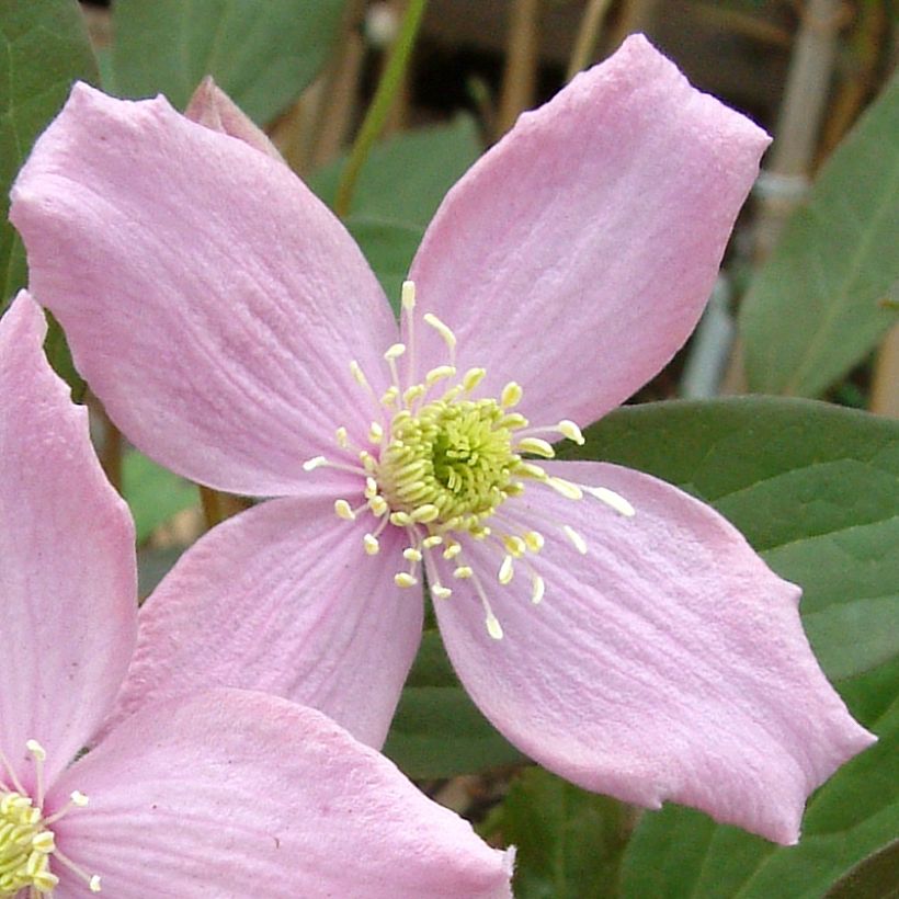 Clematis montana Fragrant Spring - Clematide (Fioritura)