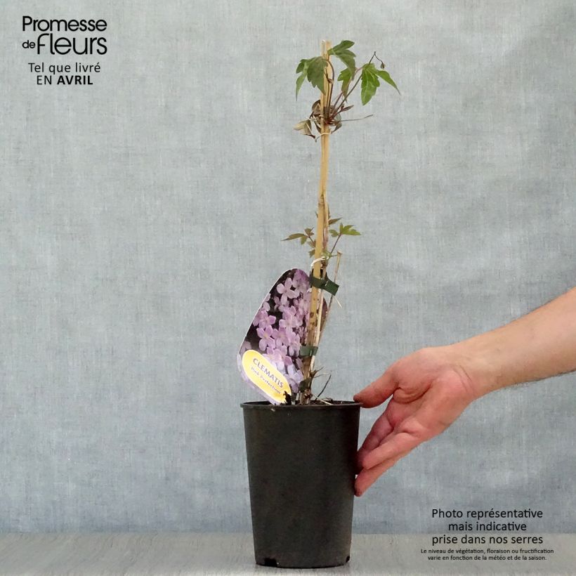 Clematis Pink Perfection - Clematide Vaso da 1,5L/2L esemplare consegnato in primavera